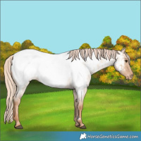 Horse Color:Red Dun Roan Appaloosa 