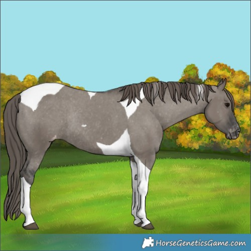 Horse Color:Grullo Tobiano Appaloosa Rabicano 