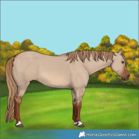 Horse Color:Red Dun 