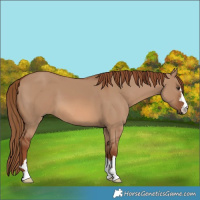 Horse Color:Red Dun 