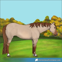 Horse Color:Red Dun 