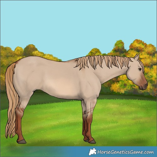 Horse Color:Red Dun