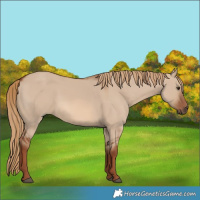 Horse Color:Red Dun
