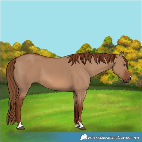 Horse Color:Red Dun 
