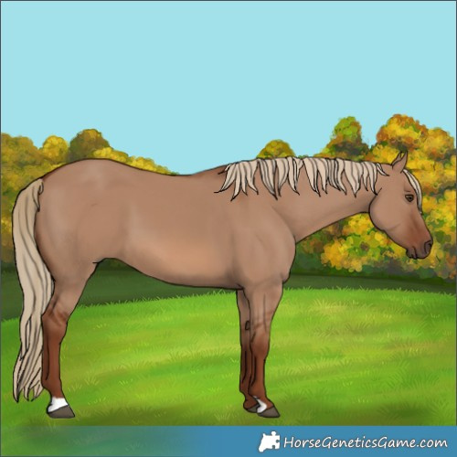 Horse Color:Red Dun 