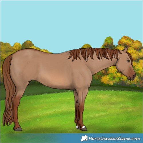 Horse Color:Red Dun 