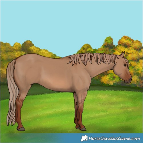 Horse Color:Red Dun 