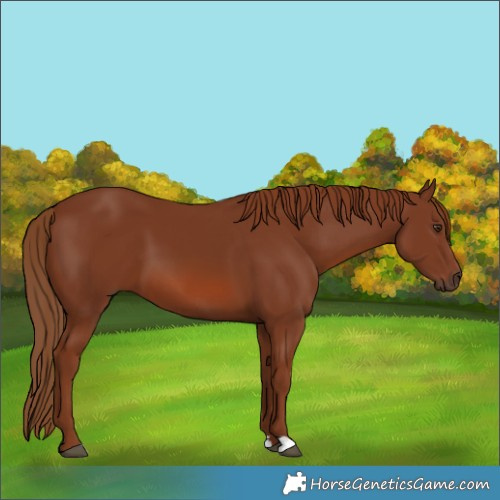 Horse Color:Chestnut 
