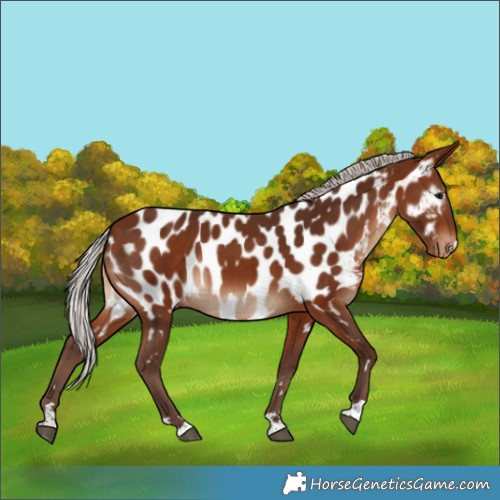 Horse Color:Silver Bay Appaloosa Rabicano 