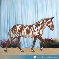 Horse Color:Silver Bay Appaloosa Rabicano