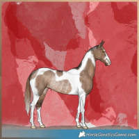 Horse Color:Liver Red Dun Tobiano Rabicano 