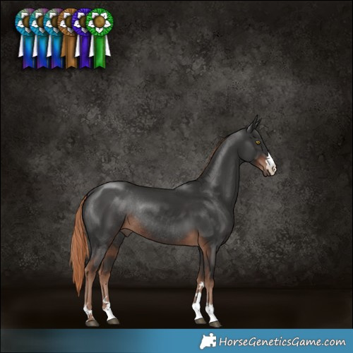 Horse Color:Liver Chestnut Rabicano