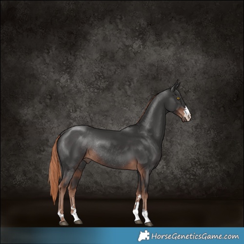 Horse Color:Liver Chestnut Rabicano 
