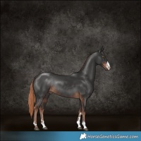 Horse Color:Liver Chestnut Rabicano