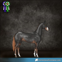 Horse Color:Liver Chestnut Rabicano 