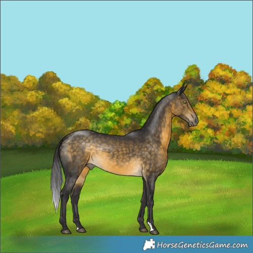 Horse Color:Buckskin Rabicano
