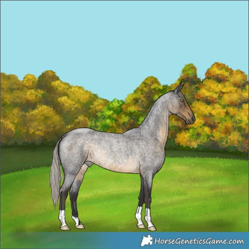 Horse Color:Silver Smoky Blue Roan Rabicano