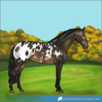 Horse Color:Gray Buckskin Blanket 