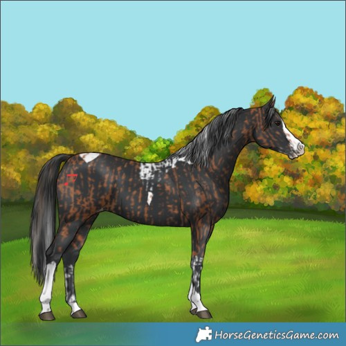 Horse Color:Bay Splash Tobiano Appaloosa  and Black Splash Tobiano Appaloosa 