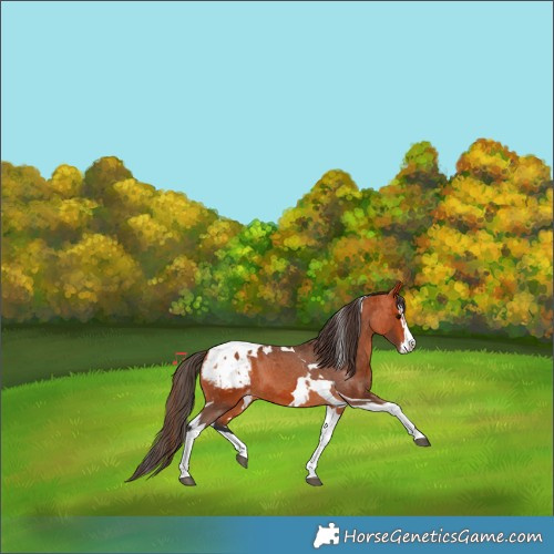 Horse Color:Bay Splash Tobiano Blanket  and Bay Splash Tobiano Snowcap 