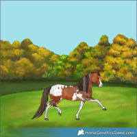 Horse Color:Bay Splash Tobiano Blanket  and Bay Splash Tobiano Snowcap 