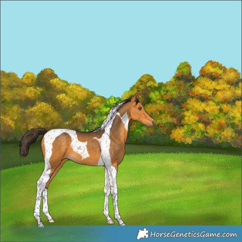 Horse Color:Buckskin Tobiano 
