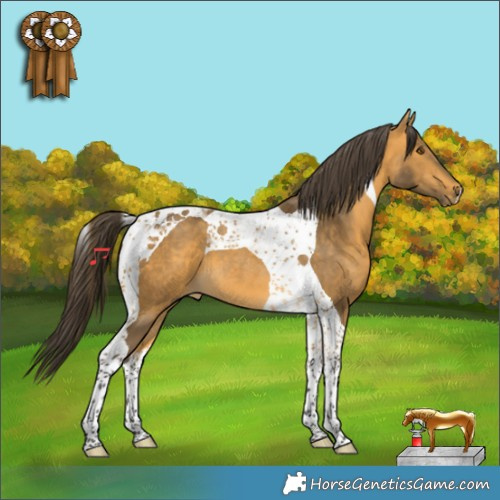 Horse Color:Buckskin Tobiano