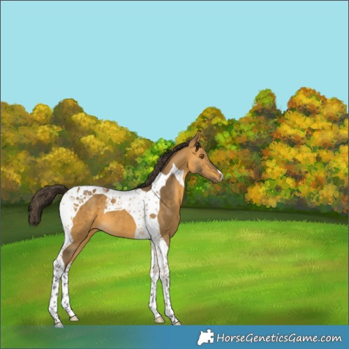 Horse Color:Buckskin Tobiano