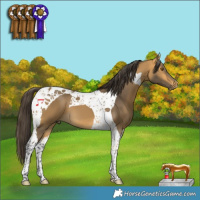 Horse Color:Buckskin Tobiano 
