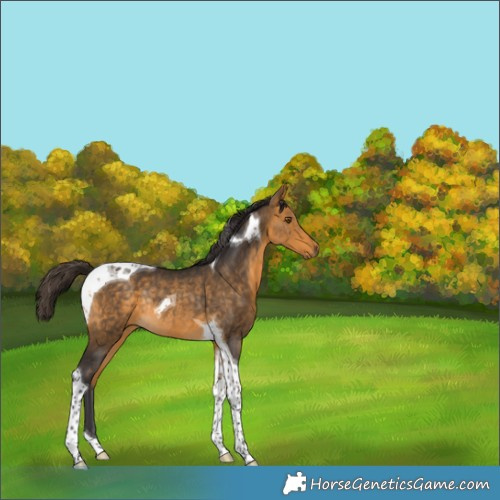 Horse Color:Buckskin Tobiano Rabicano 