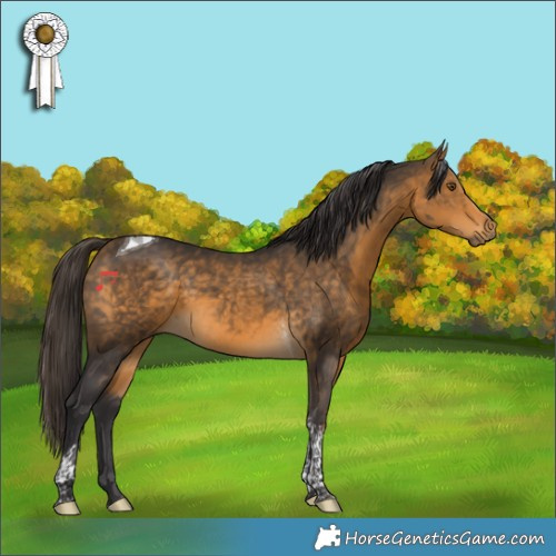 Horse Color:Buckskin Tobiano Rabicano
