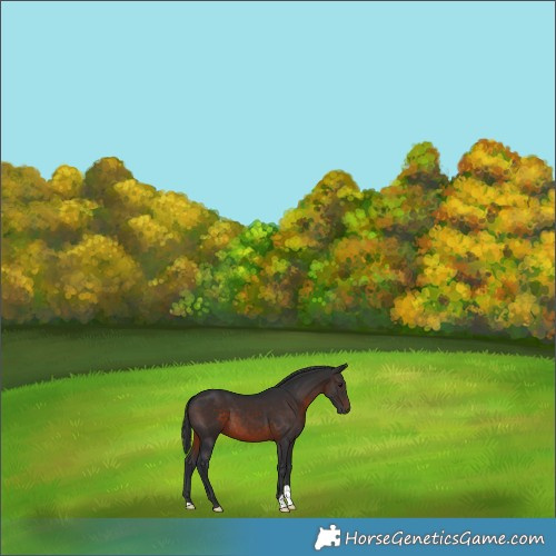 Horse Color:Brown 