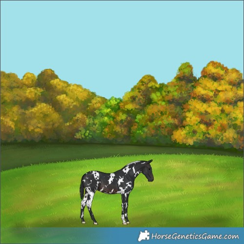 Horse Color:White Spotted Brown 