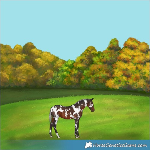 Horse Color:White Spotted Silver Brown 