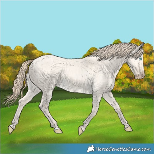 Horse Color:Perlino Dun