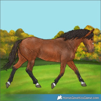 Horse Color:Bay 