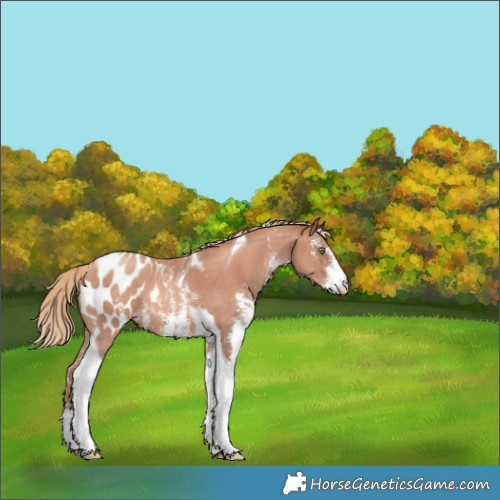 Horse Color:Gold Champagne Sabino Tobiano Appaloosa 
