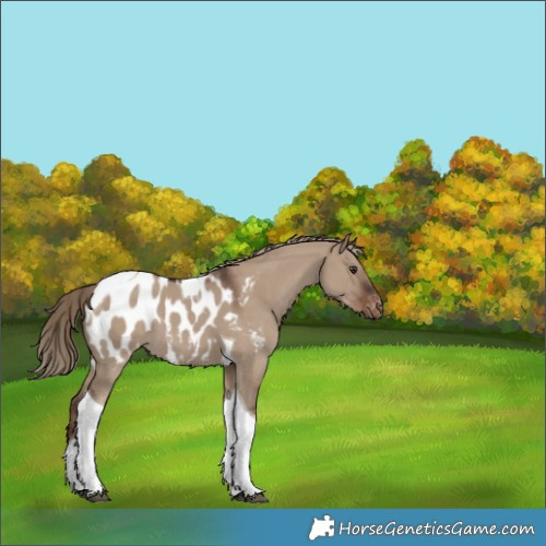 Horse Color:Liver Red Dun Tobiano Appaloosa 