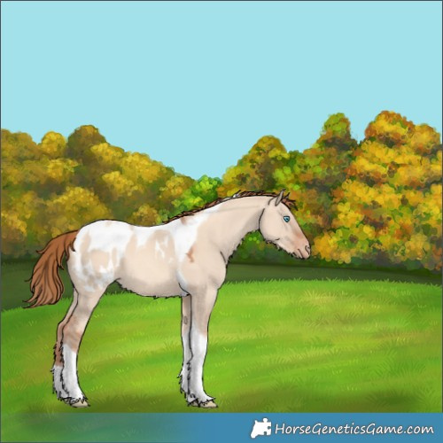 Horse Color:Gold Champagne Dun Tobiano Appaloosa 
