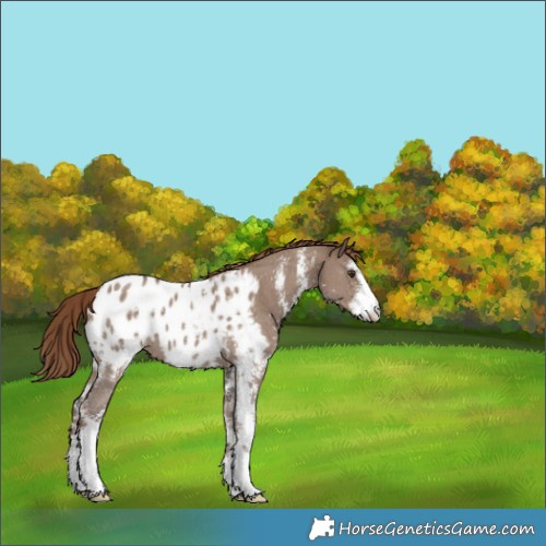 Horse Color:Liver Red Dun Sabino Blanket 
