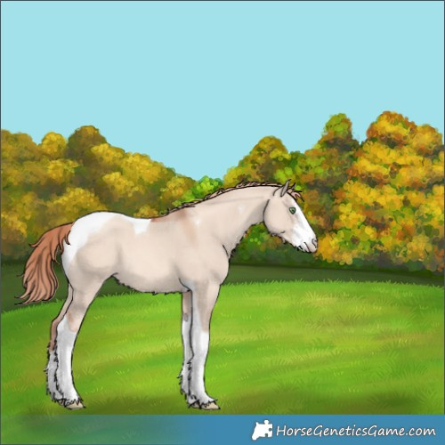 Horse Color:White Spotted Gold Champagne Dun Tobiano 
