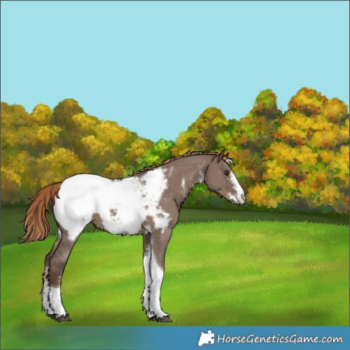 Horse Color:Liver Red Dun Sabino Tobiano Snowcap 
