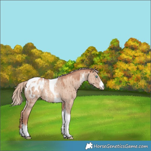 Horse Color:Gold Champagne Dun Sabino Tobiano Blanket Brindle 