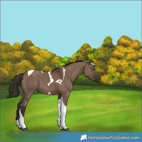 Horse Color:Liver Red Dun Tobiano 
