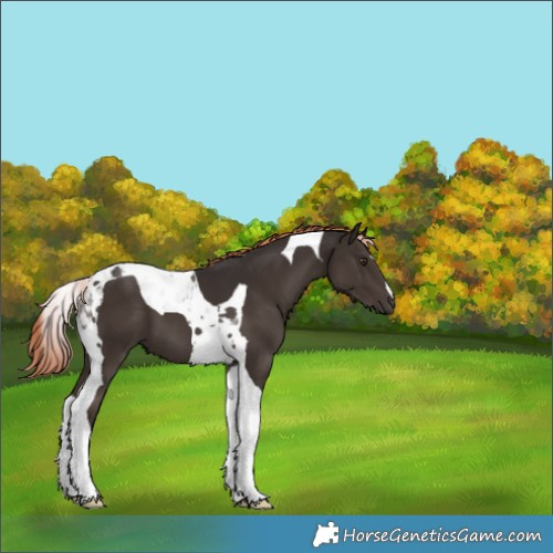 Horse Color:Liver Chestnut Tobiano 