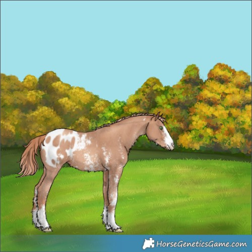Horse Color:Gold Champagne Sabino Blanket 
