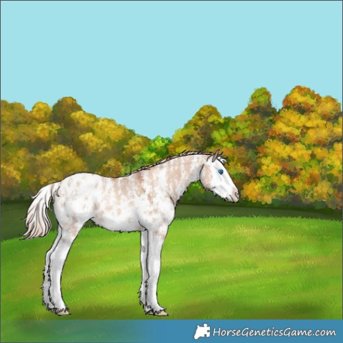 Horse Color:Gold Champagne Dun Sabino Splash Appaloosa 