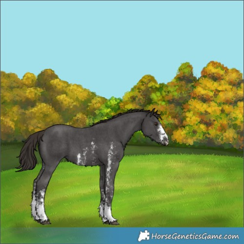 Horse Color:Liver Chestnut Sabino 