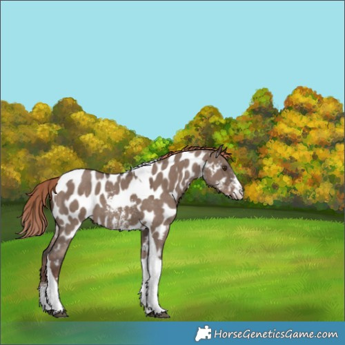 Horse Color:Liver Red Dun Sabino Tobiano Appaloosa 