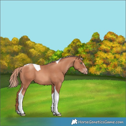 Horse Color:Gold Champagne Tobiano 